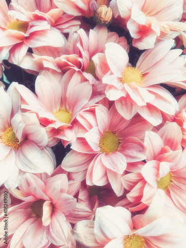 Fototapeta Naklejka Na Ścianę i Meble -  Pink pastel chrysanthemum flower background with soft focus