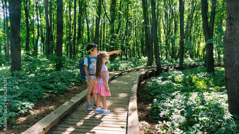 Children, young tourists travel along a well-equipped hiking trail in the forest of the reserve. Family hiking route in the forest. Kids looking for a hiking trail. Environmental protection concept.