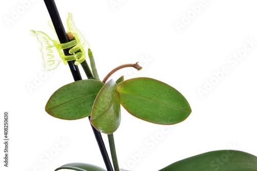 keiki of phalaenopsis orchid