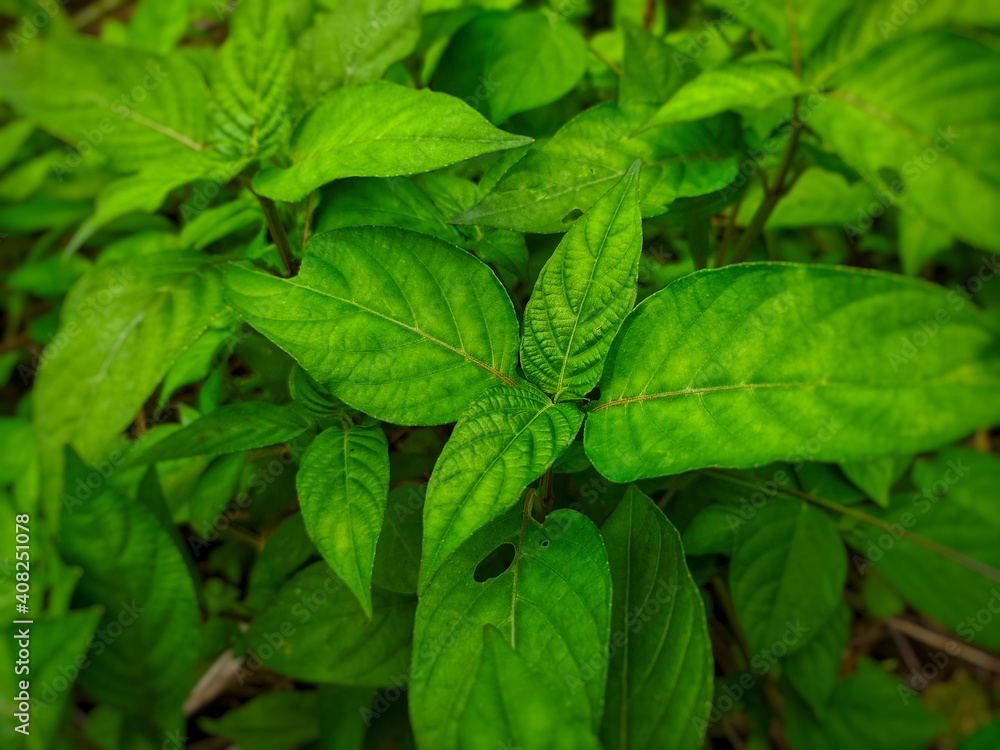 mint leaves in the garden mint leaves in the garden