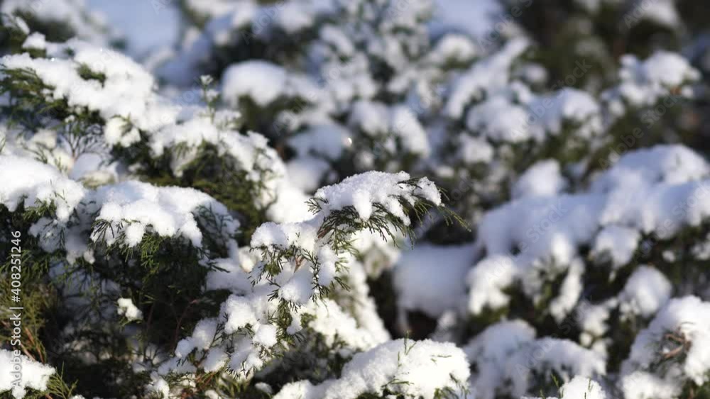 Closeup view 4k video of snow covered green branches of trees growing in city winter park outdoor Closeup view 4k video of snow covered green branches of trees growing in city winter park outdoor