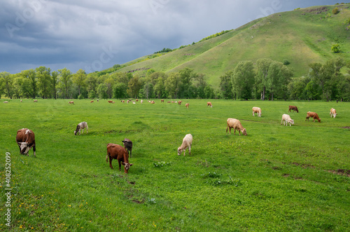 Fotografie Cows on a mountain pasture in the spring.