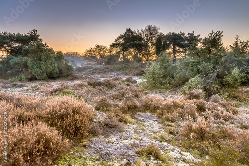 Heathland in hilly terrain on a cold morning