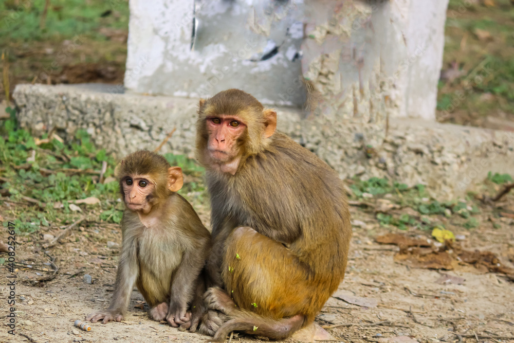 Portrait of a mother and baby monkey sitting on the roadside Portrait of a mother and baby monkey sitting on the roadside