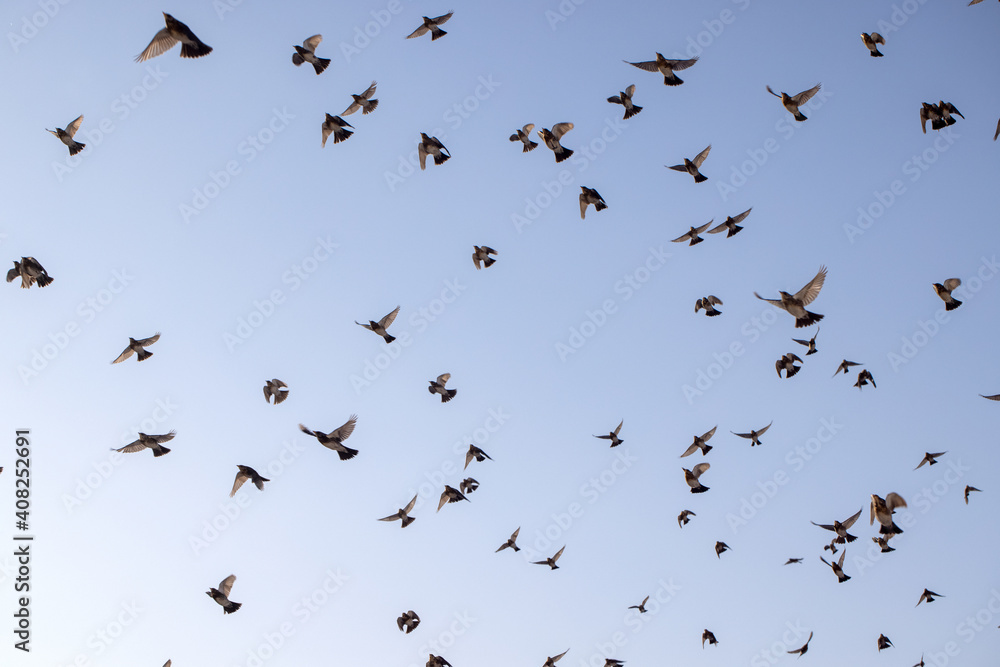 Flock of birds in blue sky