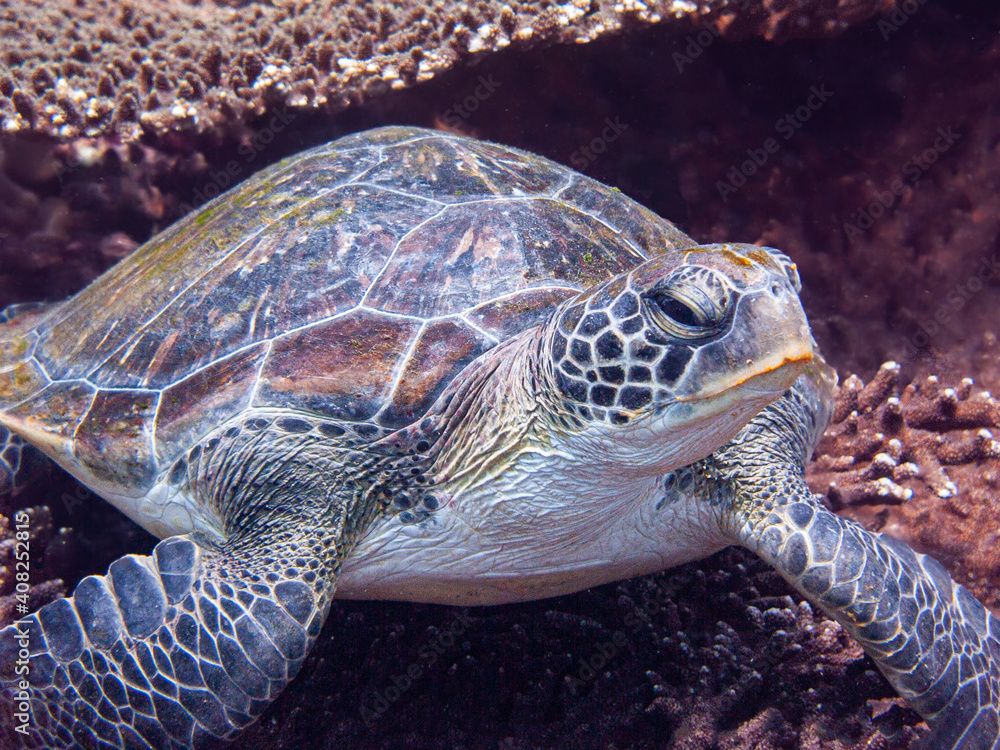 Fototapeta premium Turtle, resting on a reef, Musandam, Oman