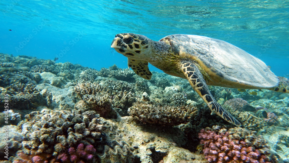 Fototapeta premium Sea turtles . Great Reef Turtle .Bissa.