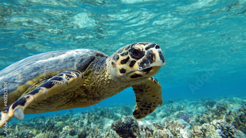 Sea turtles . Great Reef Turtle .Bissa.   © Vitalii6447