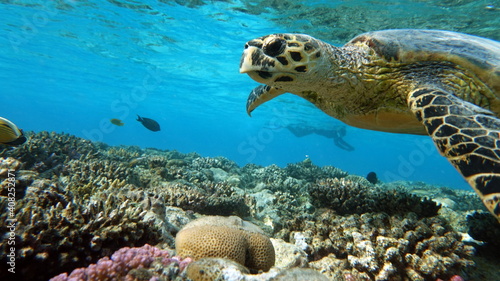 Sea turtles . Great Reef Turtle .Bissa.  