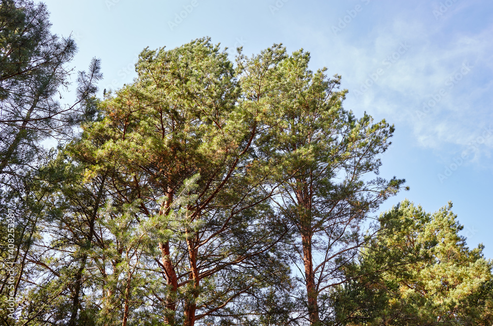 Pine trees against a blue sky with clouds on a sunny day Pine trees against a blue sky with clouds on a sunny day