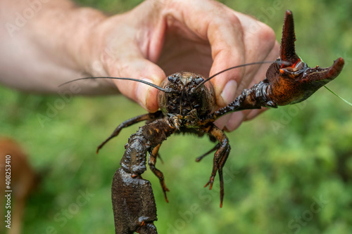 Astacus astacus, the European crayfish, noble crayfish, or broad-fingered crayfish, is the most common species of crayfish in Europe.