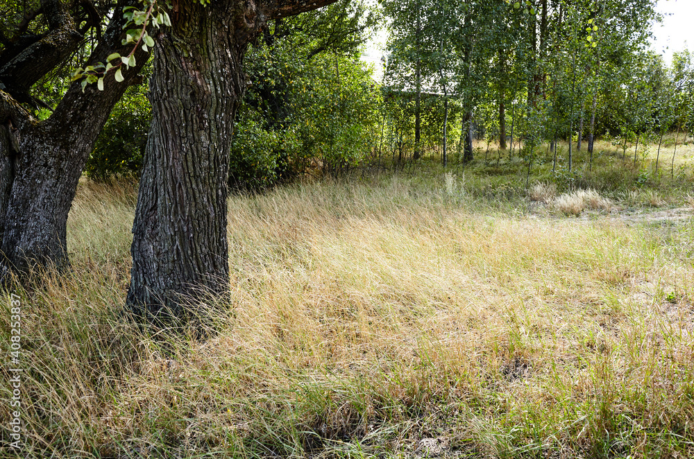Fototapeta premium Abstract image of wavy dry grass and trees at forest