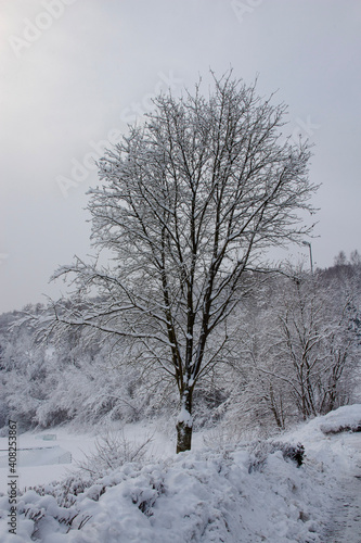 trees in snow © Florian