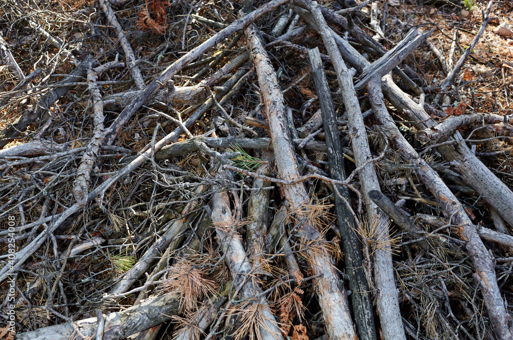 Heap of dry tree branches on the ground in conifer forest