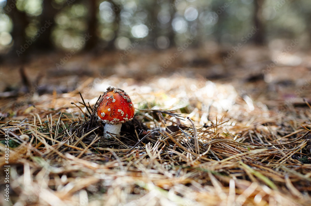 Toxic and hallucinogen mushroom Fly Agaric in needles and leaves on autumn forest background Toxic and hallucinogen mushroom Fly Agaric in needles and leaves on autumn forest background