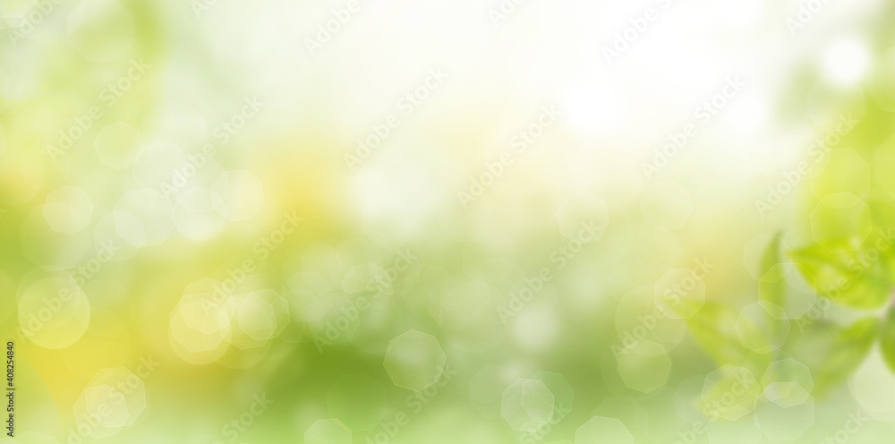 Sunny nature forest green background with bokeh.