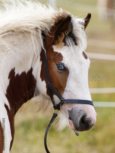 Cute Tradional Pony Foal