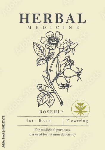 Botanical illustration of a hand-drawn rosehip plant in retro style. Vector banner or label for herbal medicine, green pharmacy or gardening. Medicinal herbs collection.