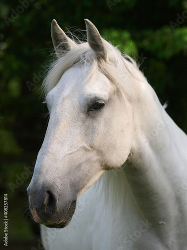 Grey Horse Headshot
