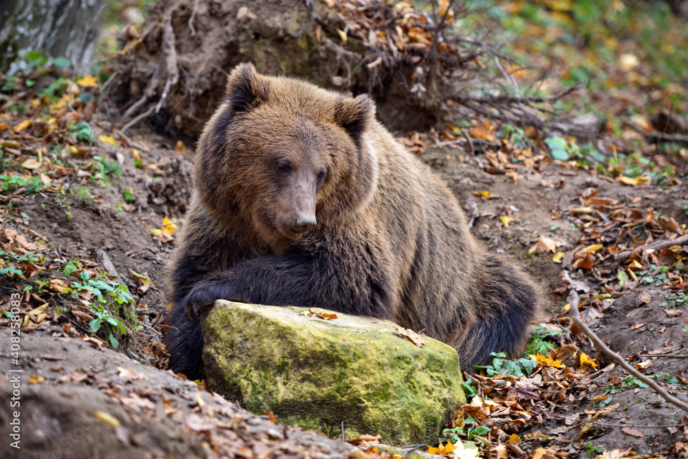 Naklejka premium European brown bear in the autumn colored forest. Big brown bear in forest.