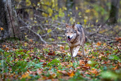 Wolf (Canis lupus) walking in the autumn colored forest.