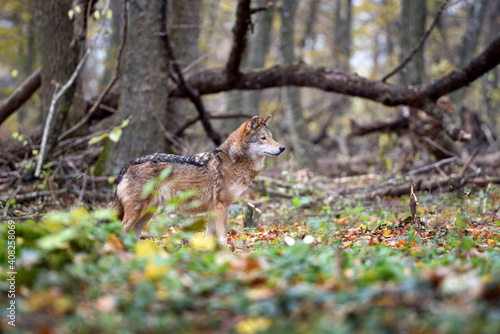 Wolf (Canis lupus) in autumn forest. Grey wolf in natural habitat © nmelnychuk