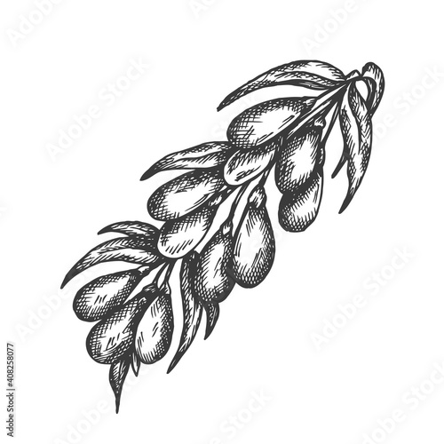 Berry hand drawn vector. Sketch of fruit Vector illustration. Berry in vintage style Design for menu, farm market poster