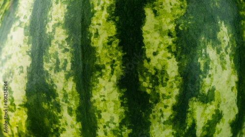 close up of water melon skin