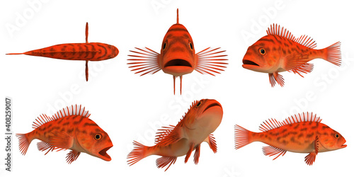 Bilde på lerret 3d render of a pacific rock fish -vermilion rockfish_sebastes miniatus