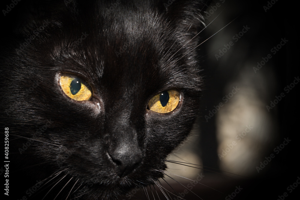  Portrait of a black cat, close-up.