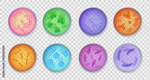Bacteria gram. Realistic top view petri dishes with different microorganisms, bacillus and germs, microbiology and bacteriology laboratory tests, vector on transparent background set