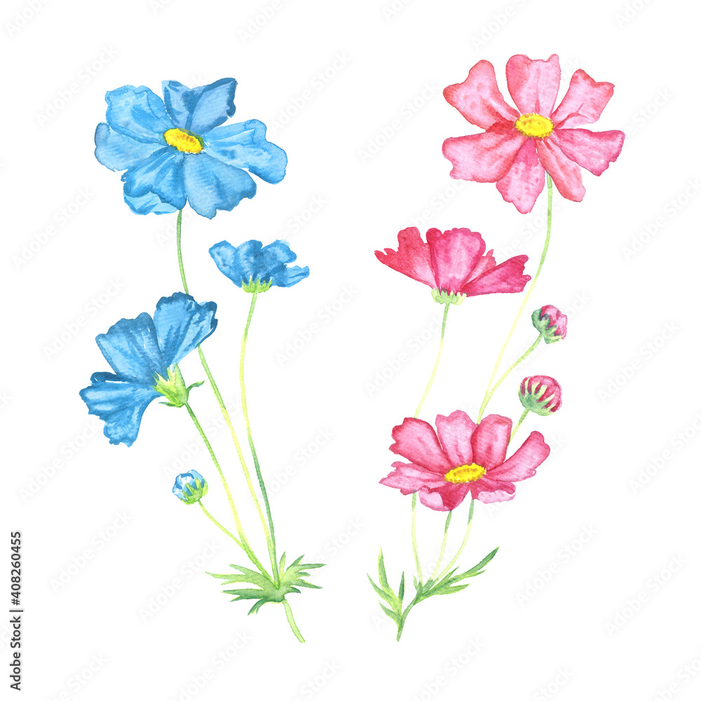 Soft pink  and blue flowers, isolated on white hand painted watercolor illustration
