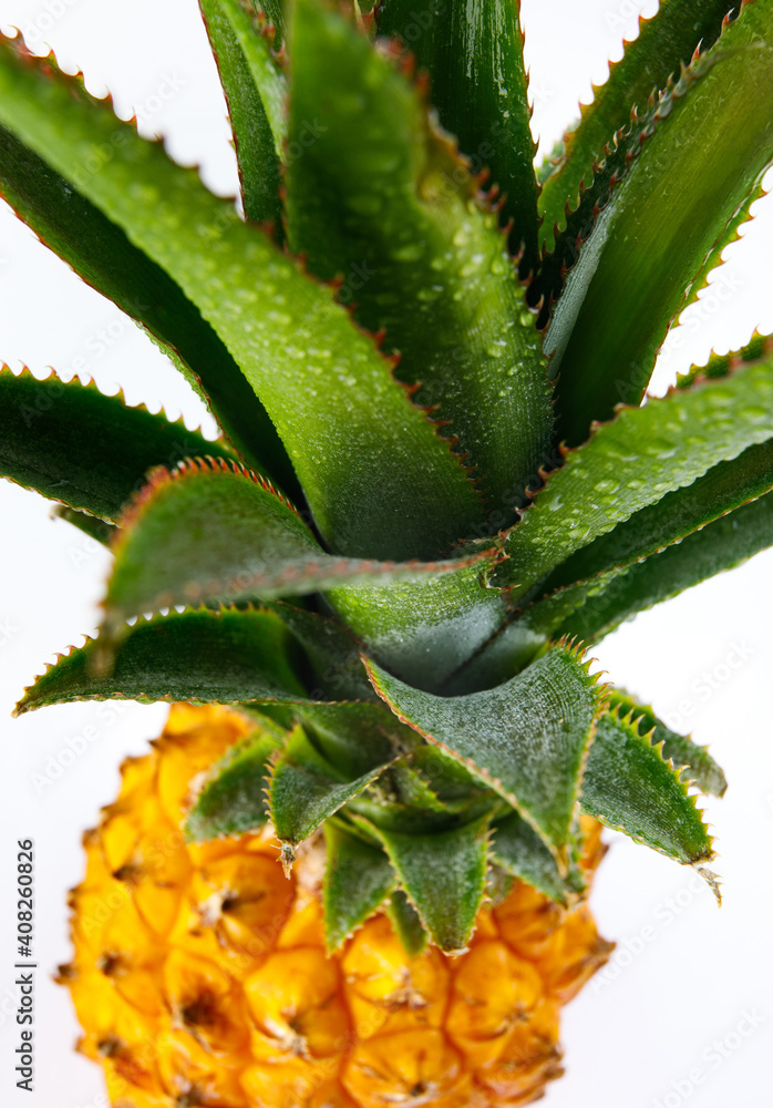 Pineapple leaves with drops of water. Ripe pineapple. Pineapple leaves with drops of water. Ripe pineapple.