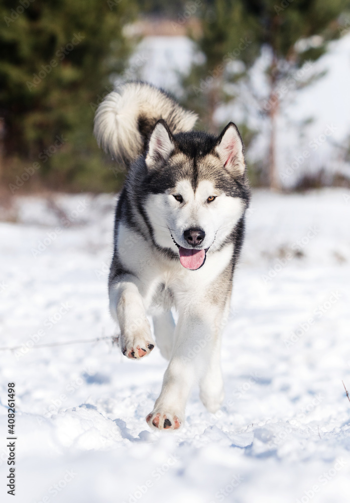 malamute dog running in winter to the camera