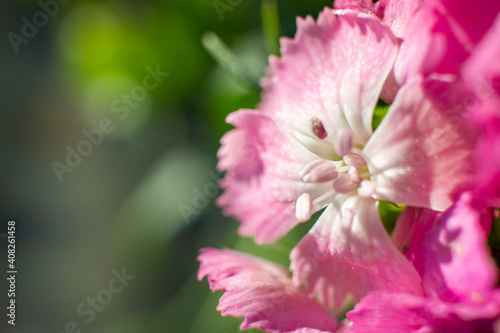 The beautiful lily flower was taken with macro photography technique as a close-up. Sweet William flower. © Hatice