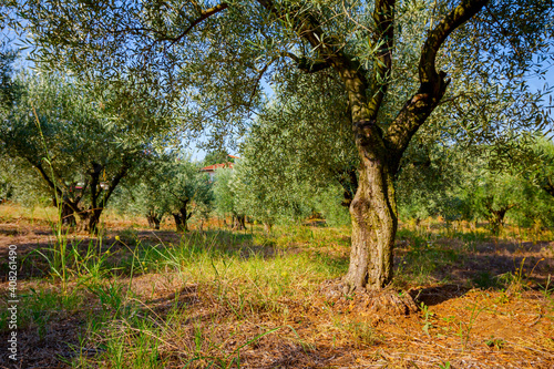 Green olive fruit in orchard