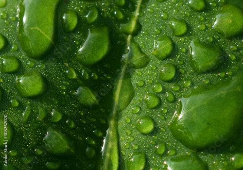 雨上がりに水滴が撥水している緑の葉のアップ