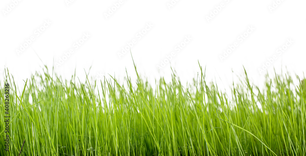 Fototapeta premium Green lawn, green meadow in front of isolated in studio.