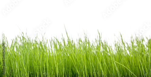 Green lawn, green meadow in front of isolated in studio.