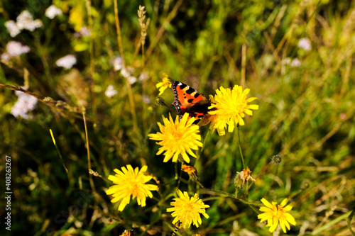 Butterfly visit the last flower for the year