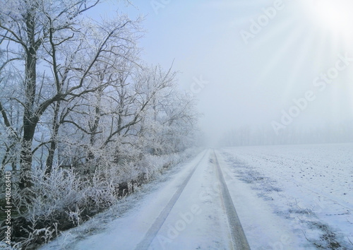 A beautiful snow-covered field, wheel tracks on the road and trees in the snow. Season winter, weather, sun, farmers, winter wheat under the snow © TomaGrifon
