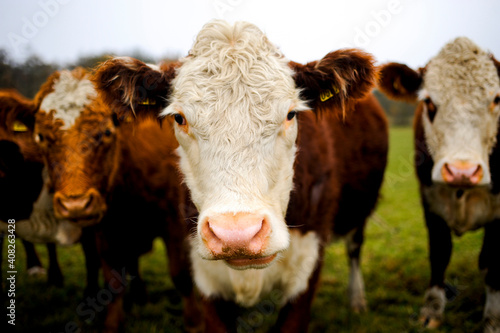 Cows stare into the camera © Stefan K