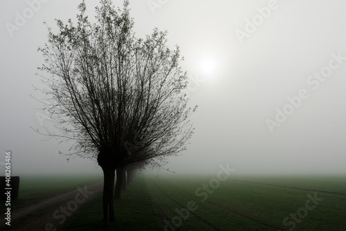 Willows in fog at the sunset