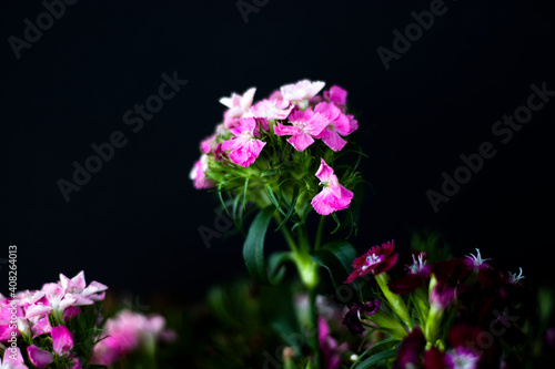 bunch of sweet lily (sweet william) flower, close-up, black background