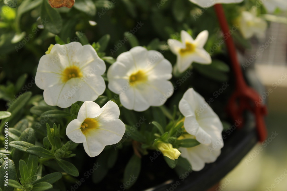 white flowers in the garden