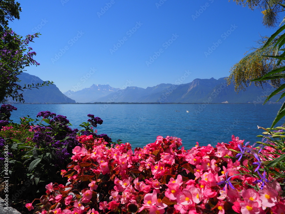 Picturesque reddish flowers at promenade in european Montreux city at Lake Geneva in canton Vaud in Switzerland, clear blue sky in 2017 warm sunny summer day on July.