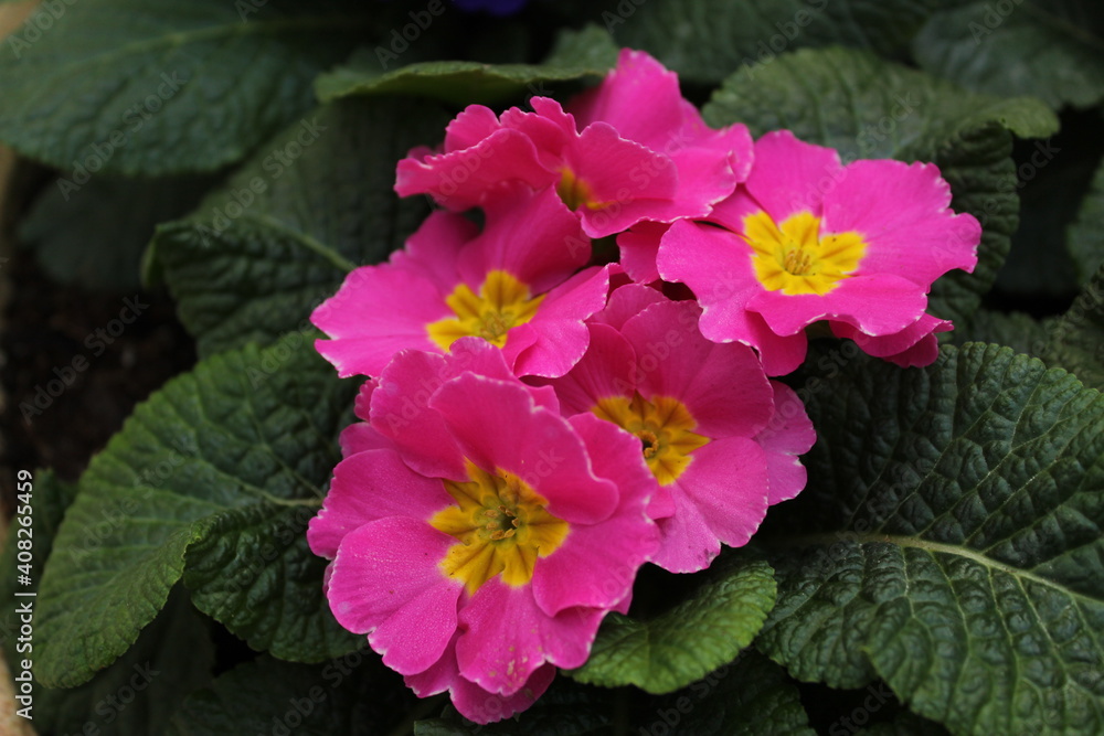 red and white flowers