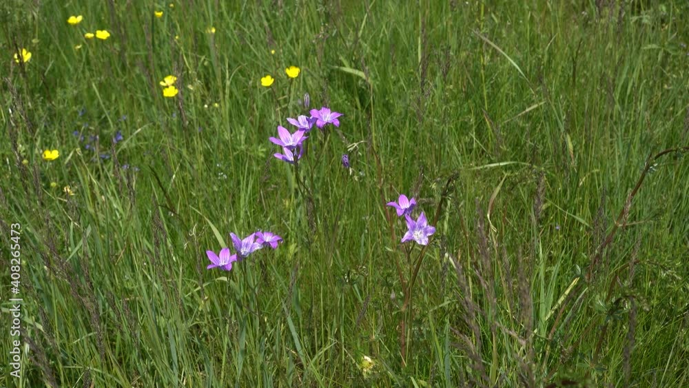 Wilde Wiese mit wenigen gelben und lila Wiesenblumen im hohen grünen Gras Wilde Wiese mit wenigen gelben und lila Wiesenblumen im hohen grünen Gras