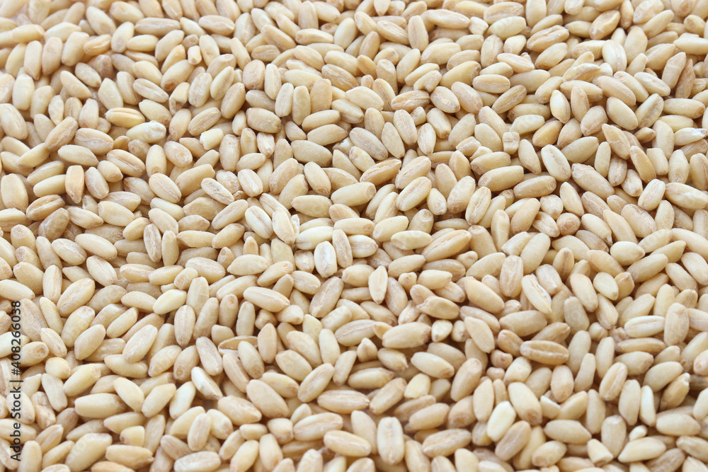 Organic raw wheat grains on a white background Organic raw wheat grains on a white background