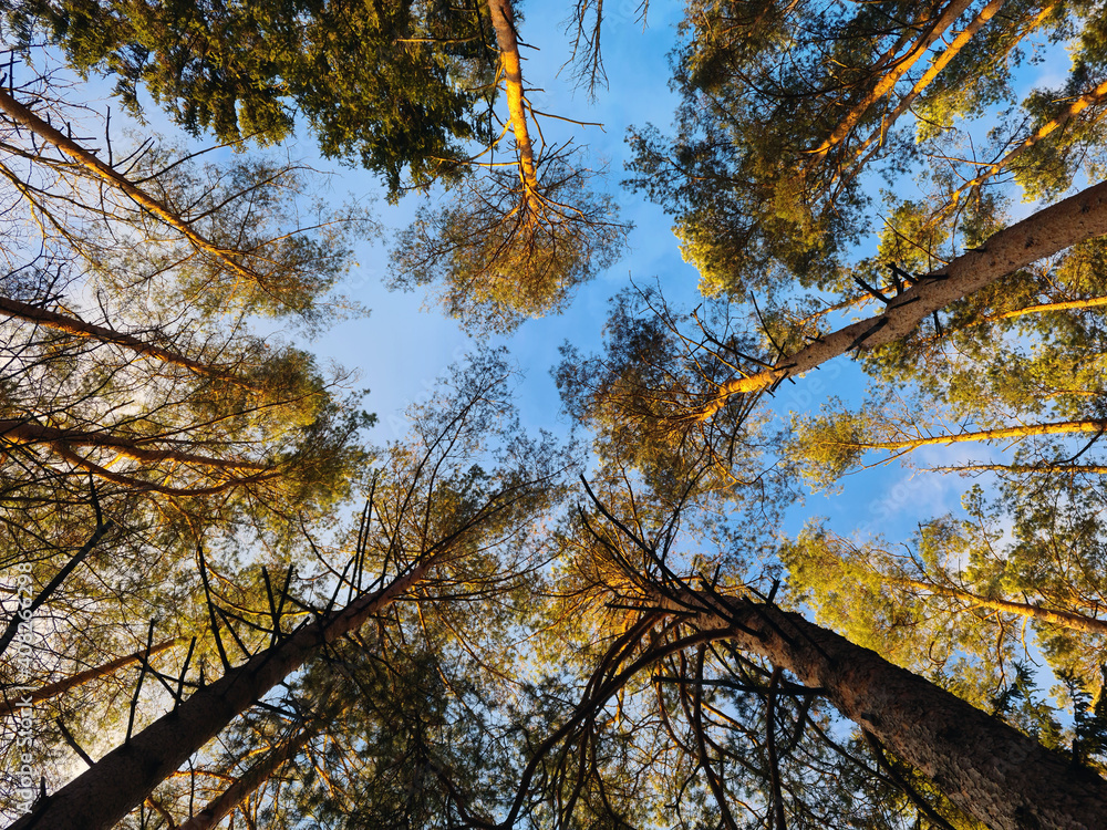 Fototapeta premium trees in autumn